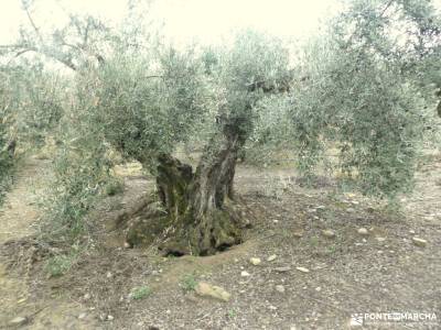 Valle del Genil:Naturaleza Sierra Nevada; pozo de la nieve monsterio de piedra rutas por la selva de